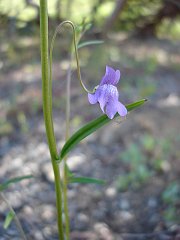 antirrhinum kelloggii